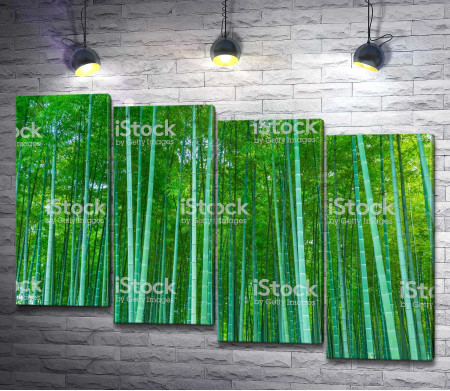 Зеленая бамбуковая роща 