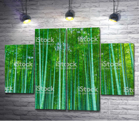 Зеленая бамбуковая роща 
