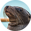 Тюлени, морские котики