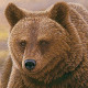 Картини і постери (репродукції) в категорії "Ведмеді, панди"