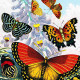 Картины и постеры (репродукции) в категории "Насекомые (бабочки, пчелы, жуки и т.д.)"