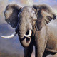 Картини і постери (репродукції) в категорії "Слони"