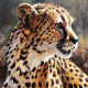 Картины и постеры (репродукции) в категории "Леопарды, пумы, гепарды, пантеры"