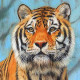 Картини і постери (репродукції) в категорії "Тигри"