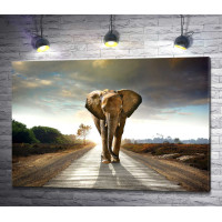 Одинокий слон на дороге