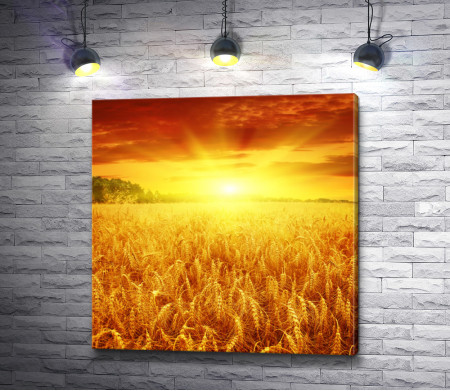Рассвет над пшеничным полем