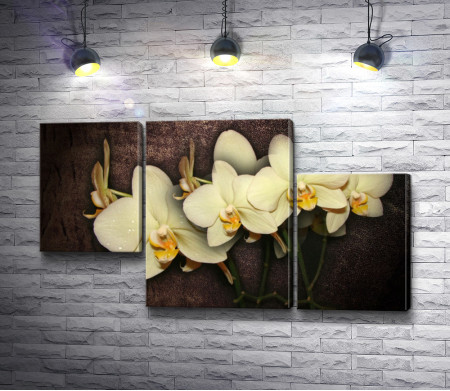 Белоснежные орхидеи