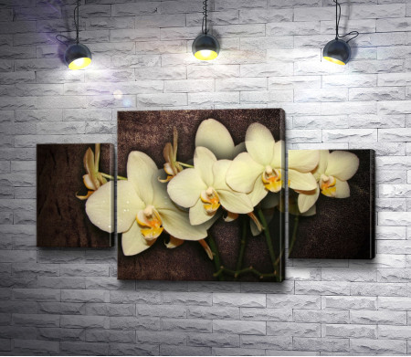 Белоснежные орхидеи
