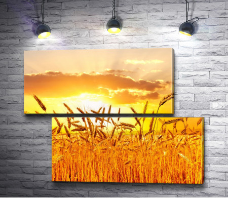 Колосья пшеницы на фоне заката
