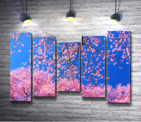 Завораживающее цветение сакуры 