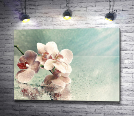 Розовые орхидеи с каплями воды на зеркальном столе