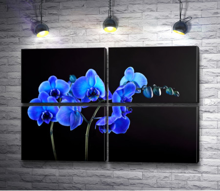 Голубые орхидеи на черном фоне