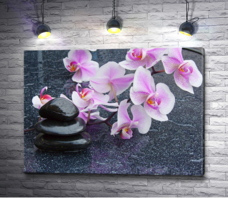 Сиреневые орхидеи и камни спа