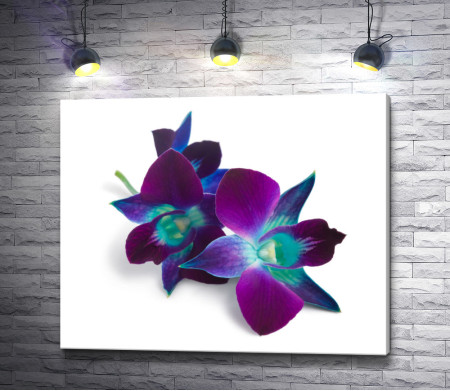 Фиолетовые орхидеи на белом фоне