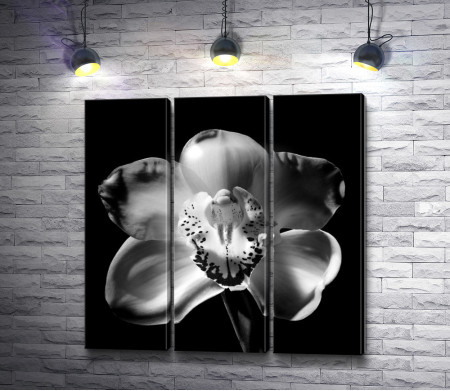 Орхидея - черно-белое фото