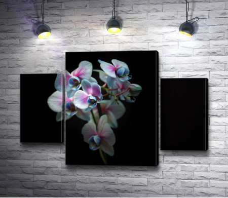 Экзотические орхидеи на черном фоне