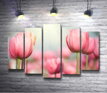 Нежно-розовые тюльпаны
