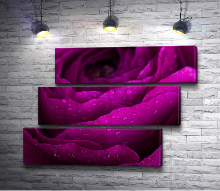 Пурпурная роза с каплями воды. Макросъемка