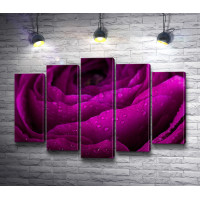 Пурпурная роза с каплями воды. Макросъемка