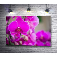 Экзотичные фиолетовые орхидеи