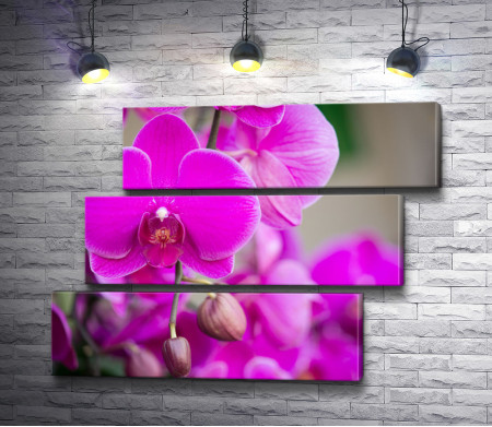 Экзотичные фиолетовые орхидеи