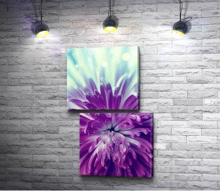 Нежная фиолетовая хризантема