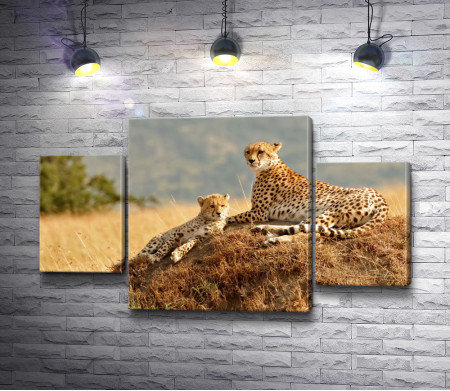 Два гордых леопарда,  Сафари 