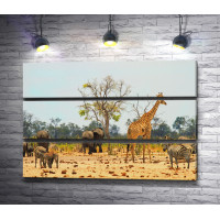 Зебры, слоны и жираф в парке в Зимбабве