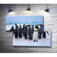Пингвины на прогулке