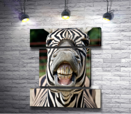 Улыбка зебры