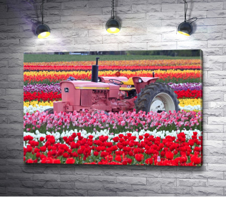 Розовый трактор в поле тюльпанов