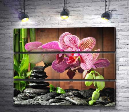 Лиловая орхидея и камни спа