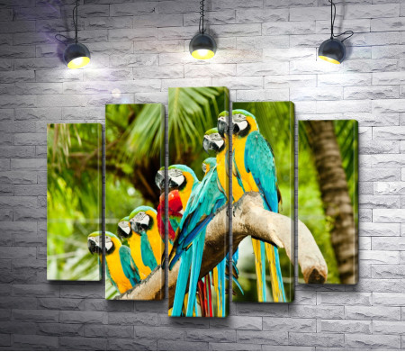 Яркие попугаи на пальме