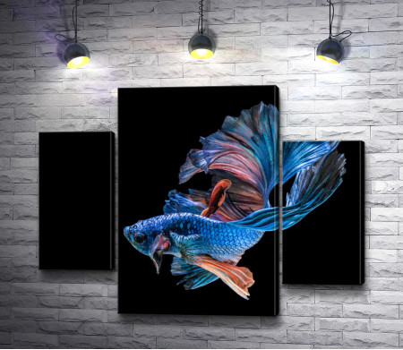 Голубая сиамская рыбка