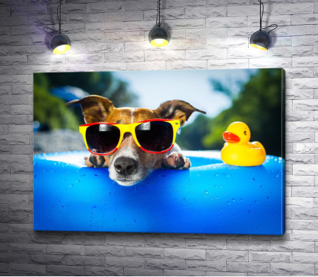 Собака в очках в бассейне с водой