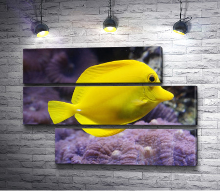 Рыба Жёлтая зебрасома