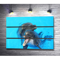Пара дельфинов в бассейне