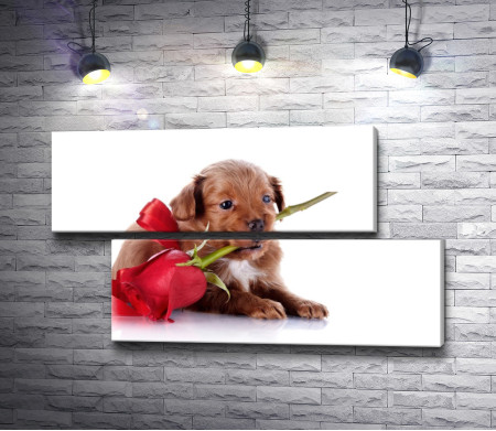 Милый щенок с розой 