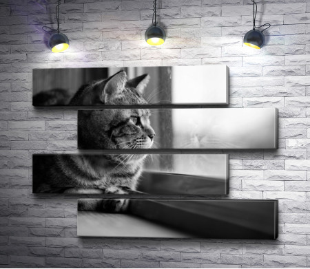 Кот смотрит в окно,  черно-белое фото