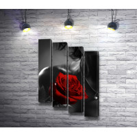 Черно-белое фото девушки с красной розой