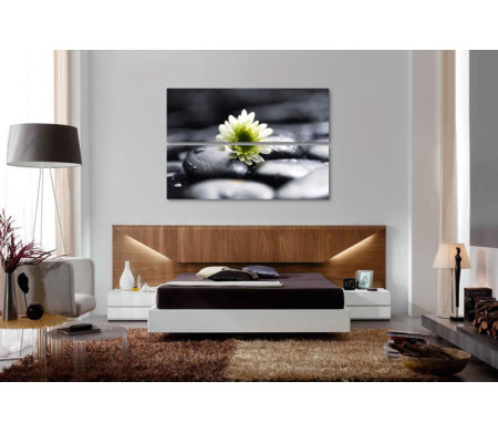 Зеленая хризантема на фото в черно-белой гамме