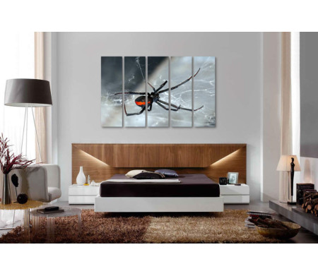 Фото паука в черно-белой гамме