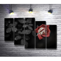 Красный бутон розы на черно-белом фото