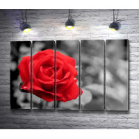 Красная роза на черно-белом фоне