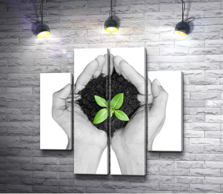 Зеленый росток в ладошках, черно-белое фото