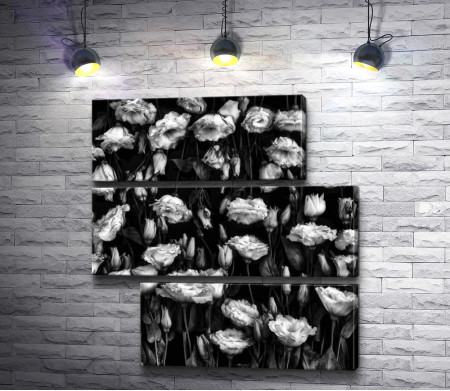 Россыпь красивых роз, черно-белое фото
