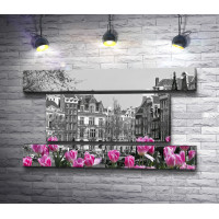 Розовые тюльпаны на фоне Амстердама в черно-белой гамме