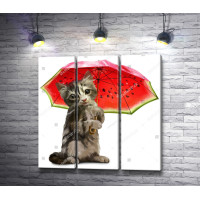 Котик под арбузным зонтиком