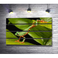 Древесная лягушка с тигровым окрасом