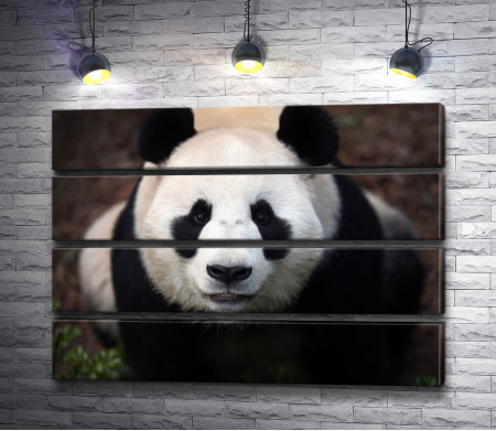 Очаровательная панда